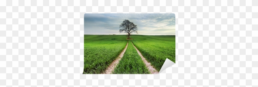 Field #884817