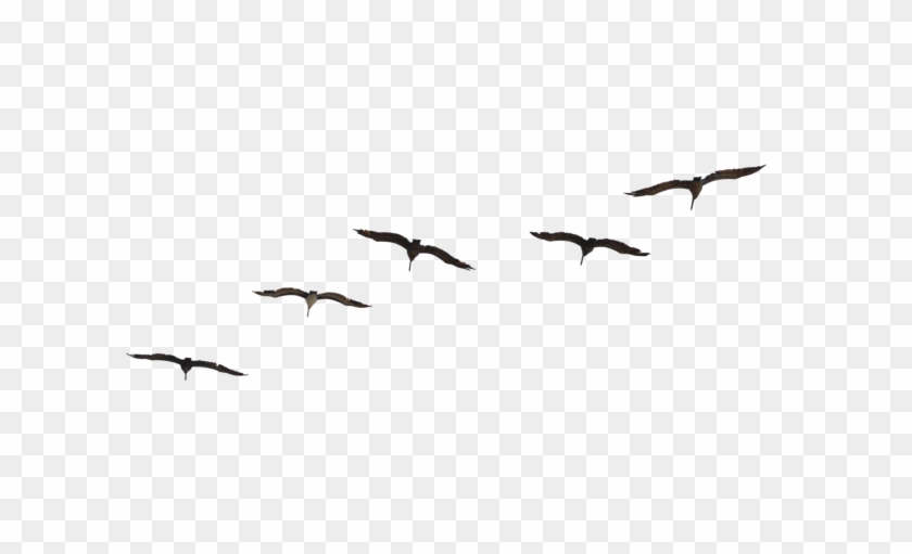 Seagull Flock Silhouette Download - Flock #884995