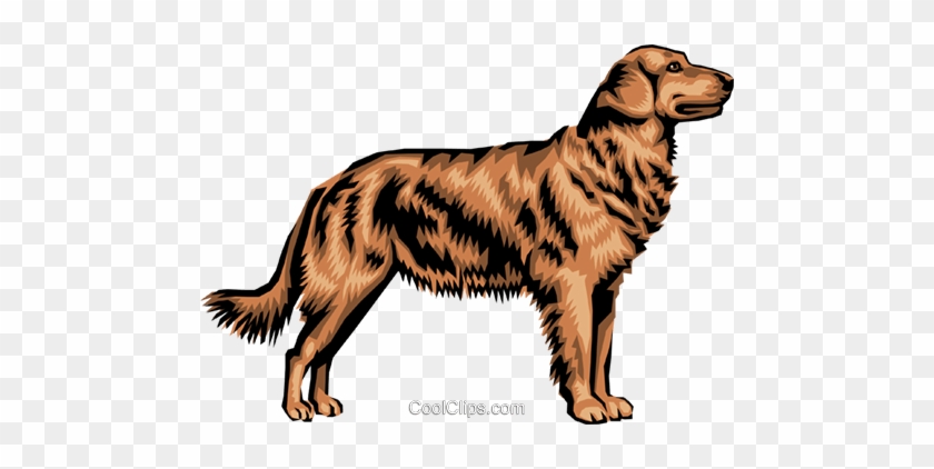 Golden Retriever Royalty Free Vector Clip Art Illustration - Golden Retriever Clipart Transparent #885944