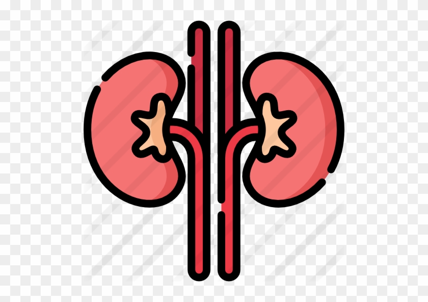Kidney - Excretory System #887949