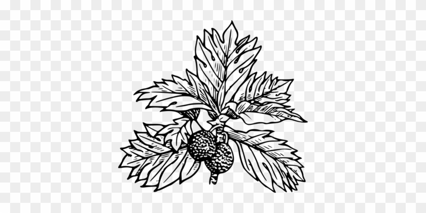 Breadfruit Black And White Computer Icons Download - Bread Fruit Black And White #888701
