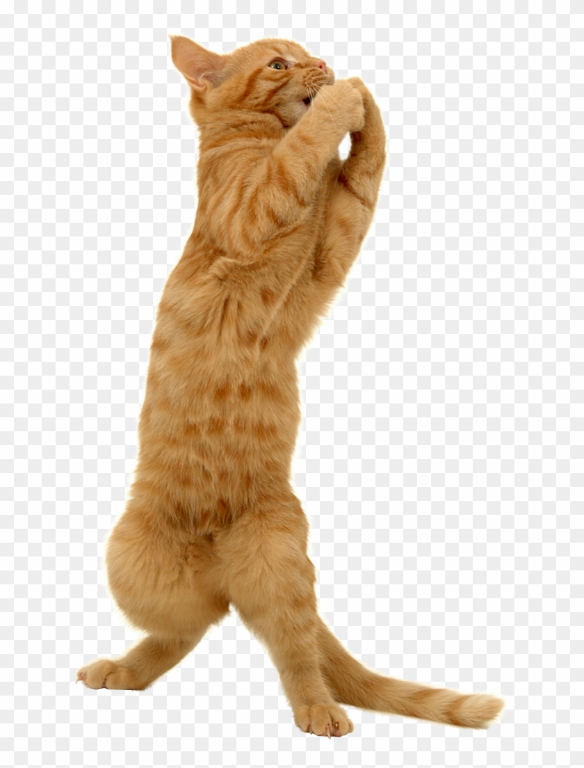 Whiskers Tabby Cat Domestic Short-haired Cat Kitten - Cat Playing A Trumpet #889844