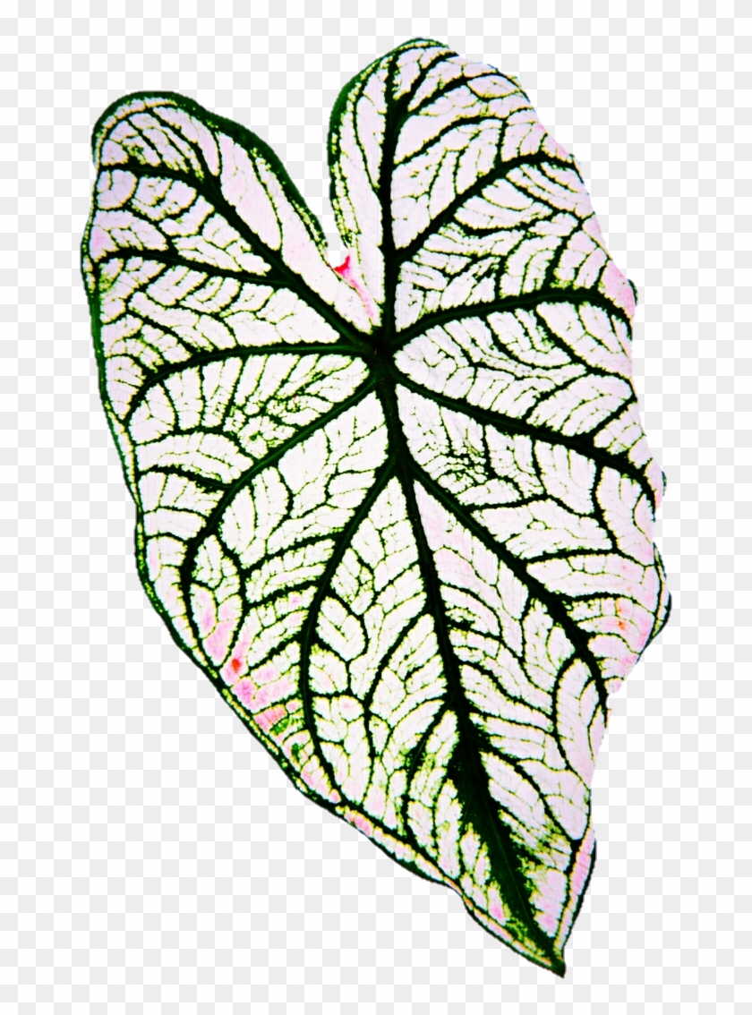 White Taro Leaf By Jeanicebartzen27 - White Taro Leaf By Jeanicebartzen27 #891558