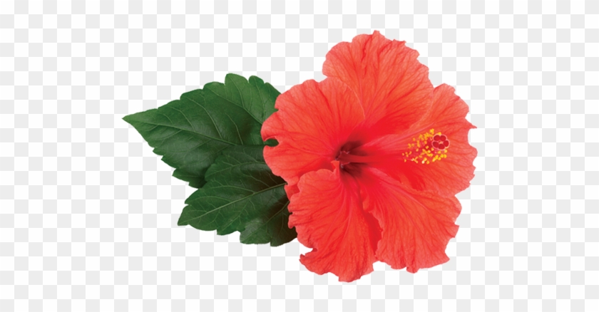 Hibyscus Png #891656