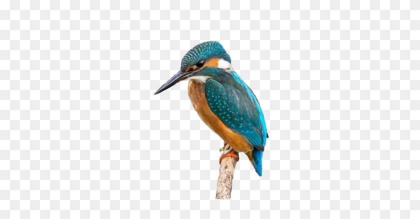 Kingfisher Tutors - Kingfisher #891837
