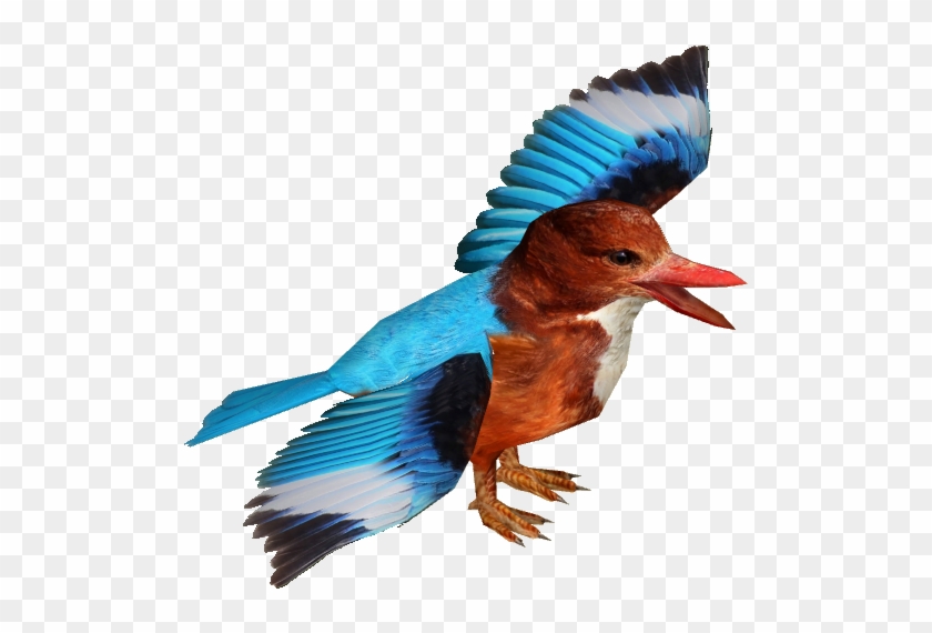 White-throated Kingfisher Adult9 - White-throated Kingfisher Adult9 #891852
