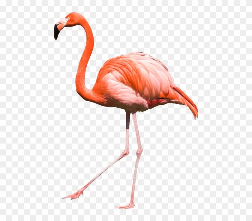 Free Png Flamingo Png Images Transparent - Фламинго Пнг #892082