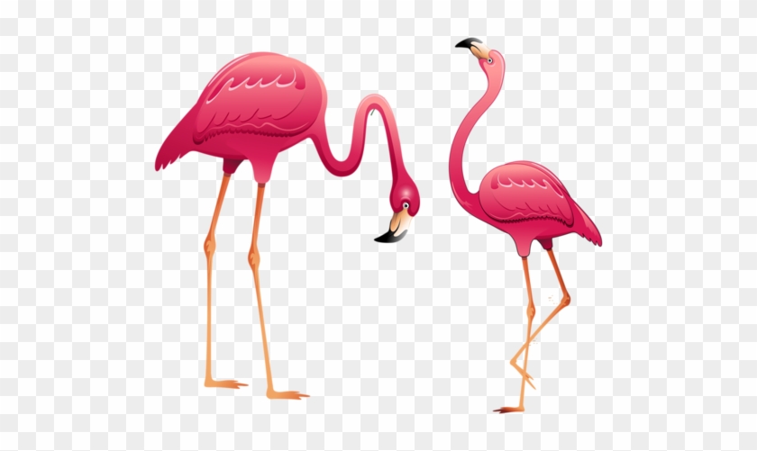 Png Turna, Balıkçıl, Flamingo, Pelikan Resimleri, Png - Фломинга Рисунок #892129