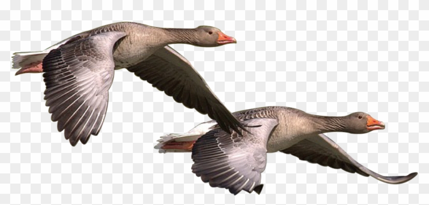 Halloween Goose Cliparts 12, Buy Clip Art - Goose #892654