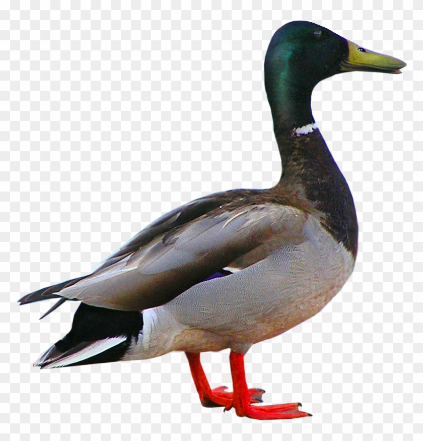 If It Walks Like A Duck Political & Current Affairs - Утка На Прозрачном Фоне #892656