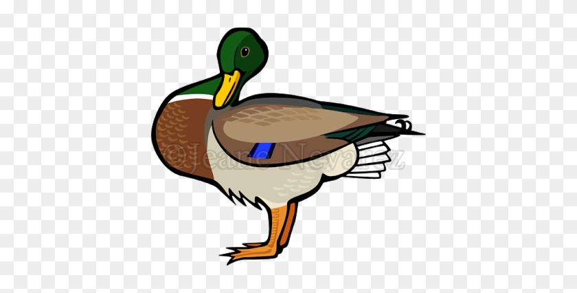 Mallard Drake - Clip Art #892674