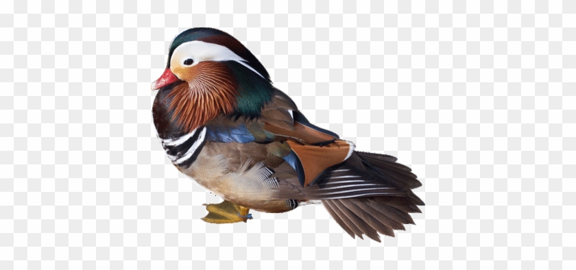 Duck Bird On Free Bird Clipart Created From Public - Miss You Duck Card #892677