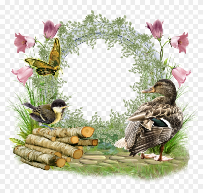 Water Bird Friendship Duck Picture Frames - Water Bird Friendship Duck Picture Frames #892794