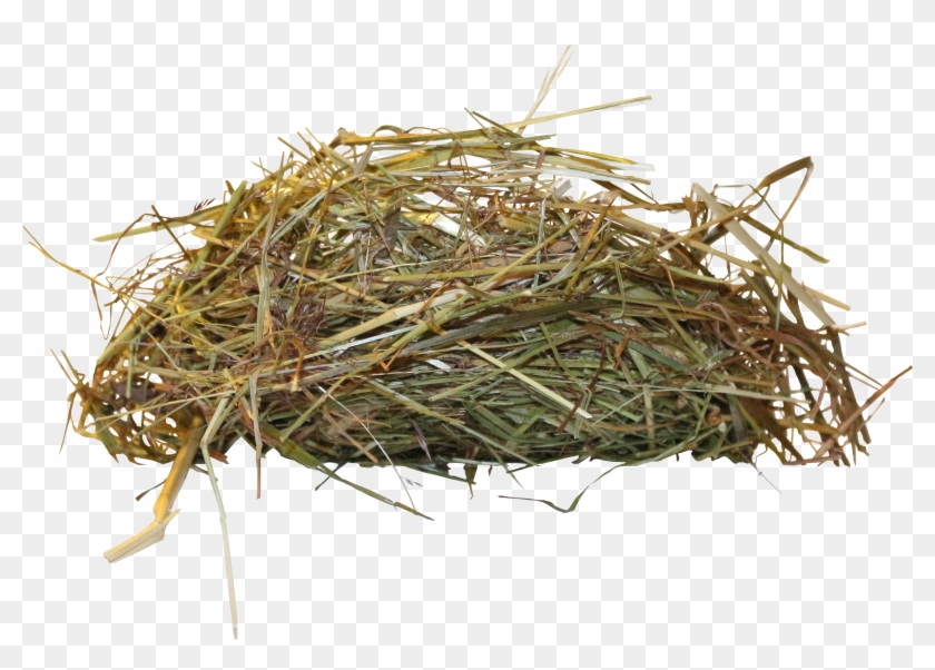 Edible Birds Nest Bird Nest - Bird Nest Png #892847
