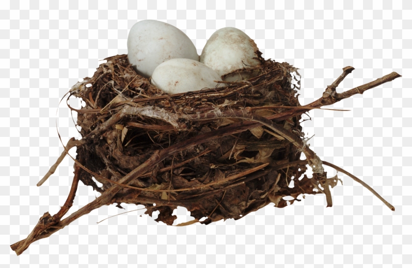Bird Nest Egg Clip Art - Bird Nest Egg Clip Art #892858
