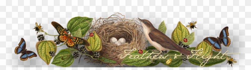 Feathers And Flight Blog Sub Header Photo Feathers - Babies By Sabrina Orah Mark #892969
