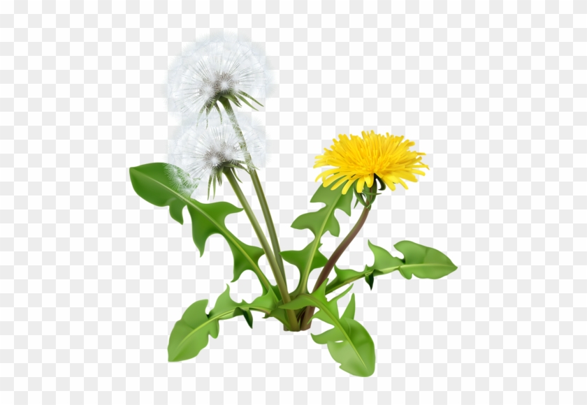 Dandelion Flowers Vector Icon [преобразованный] - Dandelion Greens #892979
