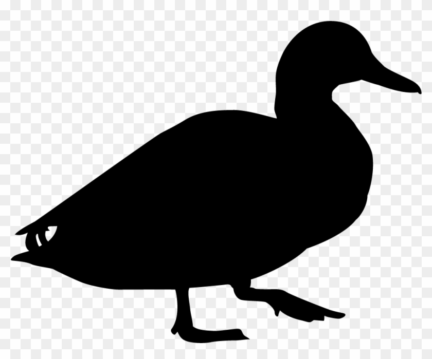 Black Bellied Whistling Duck Overview, All About Birds, - Duck Black And White #893010