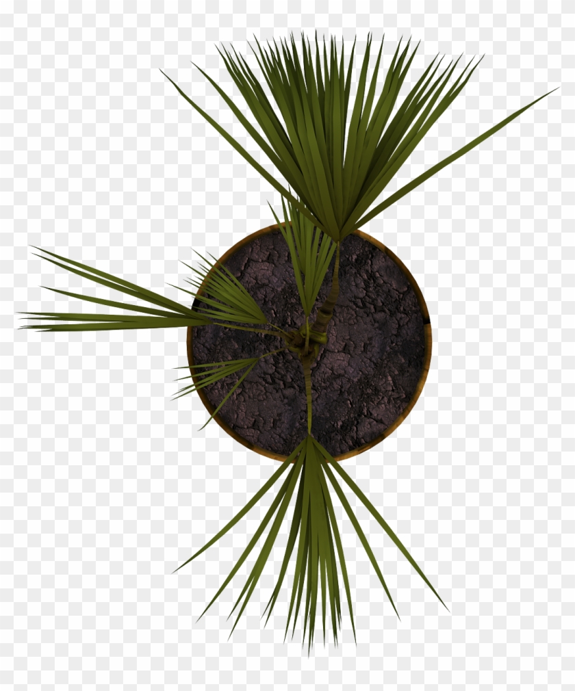 Grass #893496