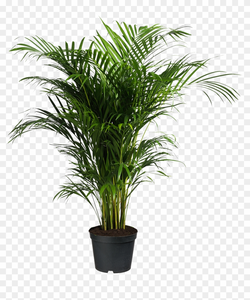Howea Forsteriana Ravenea Areca Palm Planta De Interior - Planten Png #893508
