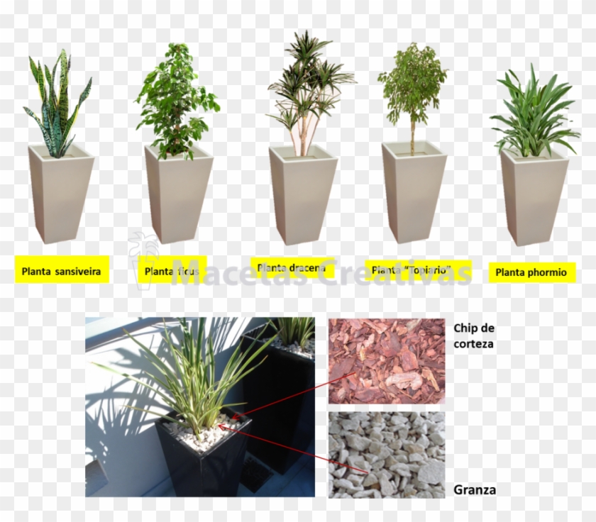 #3 - Houseplant #893551