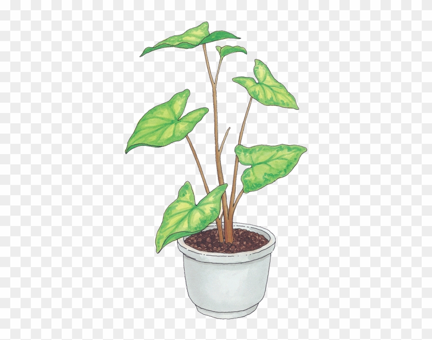Diferencias Entre Hongos Y Plantas - Houseplant #893612