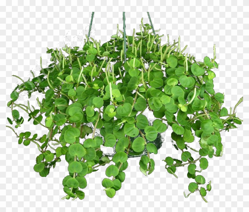 Arbustos, Follaje Y Plantas Verdes - Houseplant #893624