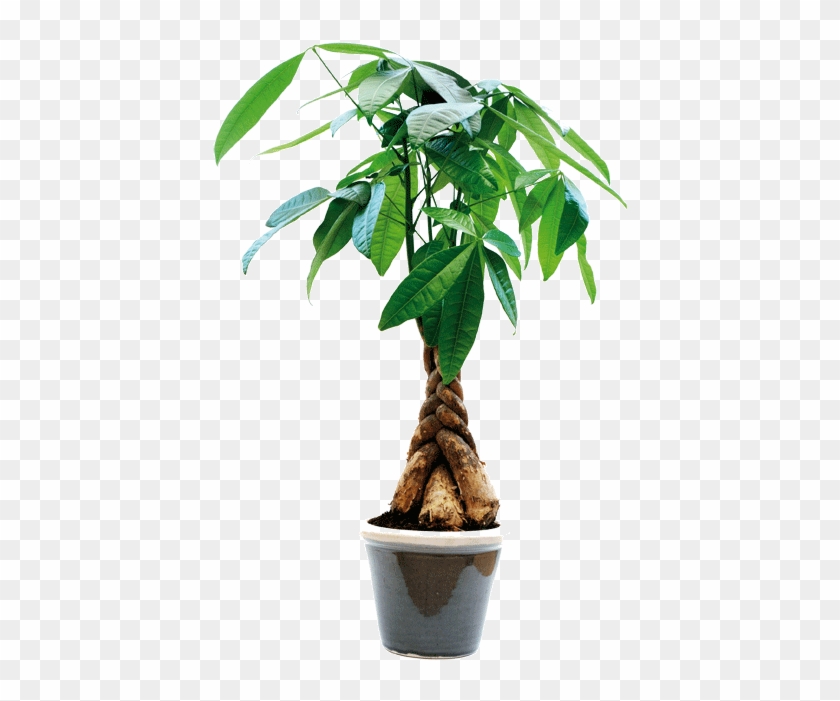 Planta Pachira , La Llaman La Planta Del Dinero Y La - Feng Shui Money Tree #893642