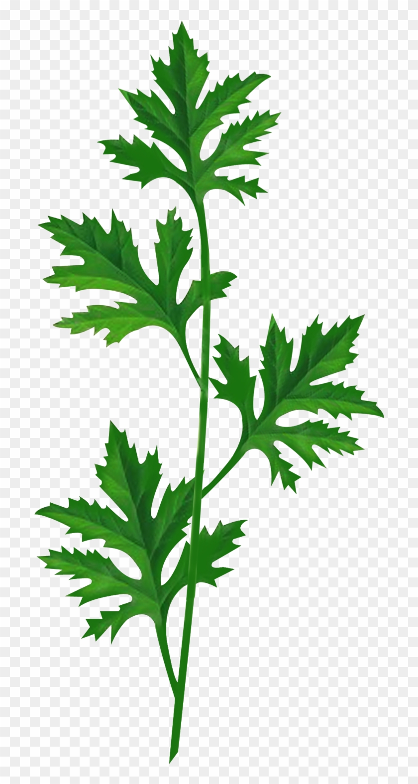 Artemisia Argyi Embalaje Y Etiquetado De Las Plantas - Wormwood Png #893651