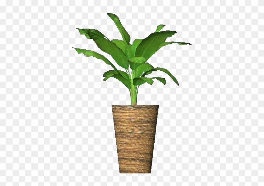 Plantas D Pltano Enano With Planta De Platano - Houseplant #893704