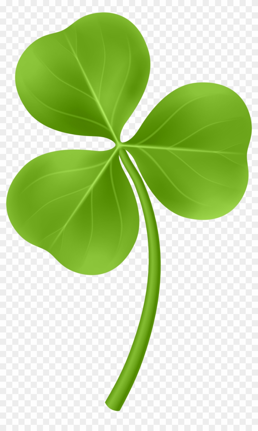 Shamrock Png #893795