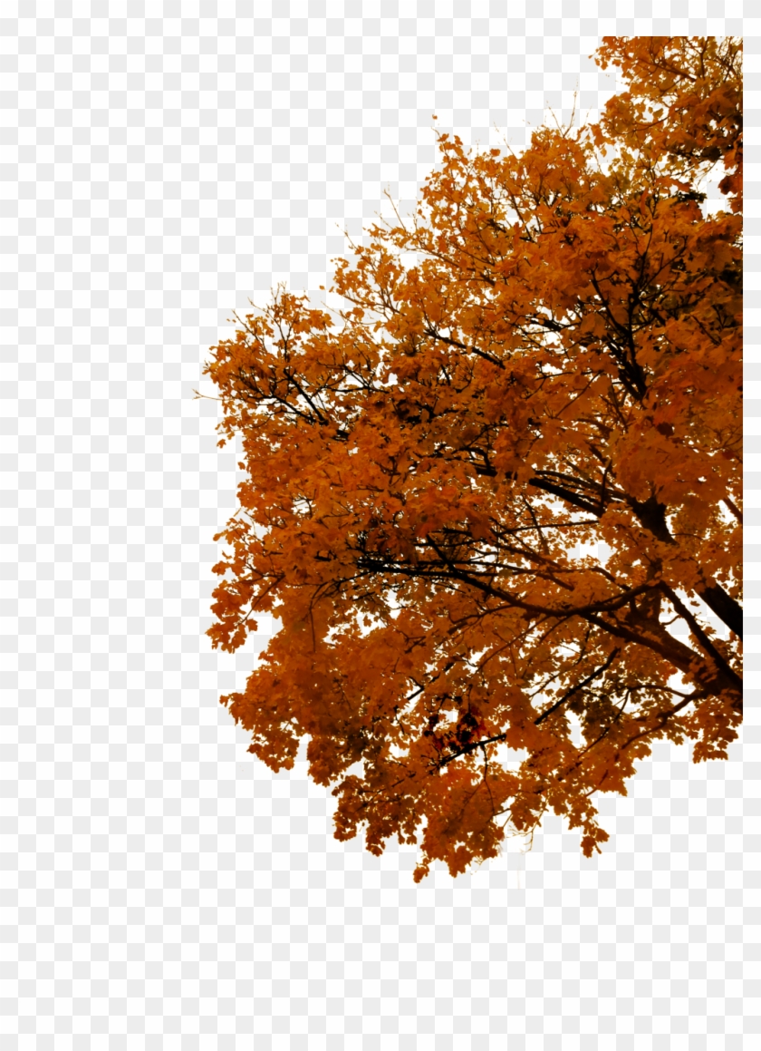 764 Autumn Tree Cutout 03 By Tigers-stock - Cutout Autumn Tree #894259