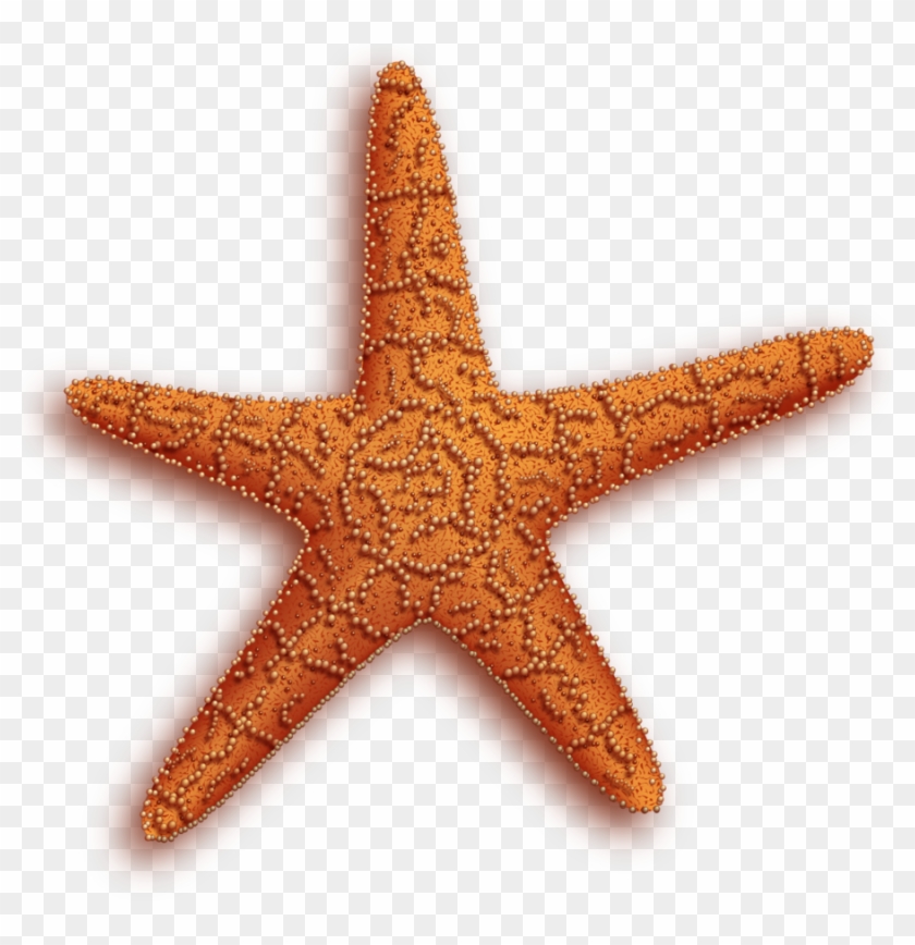 Image - Free Starfish Png #894294