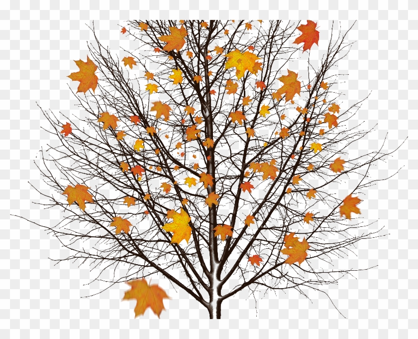 Autumn Tree With Leaves Isolated Object Png - Oprint Tree In The Snow Shower Curtains O 48x72inch #894306
