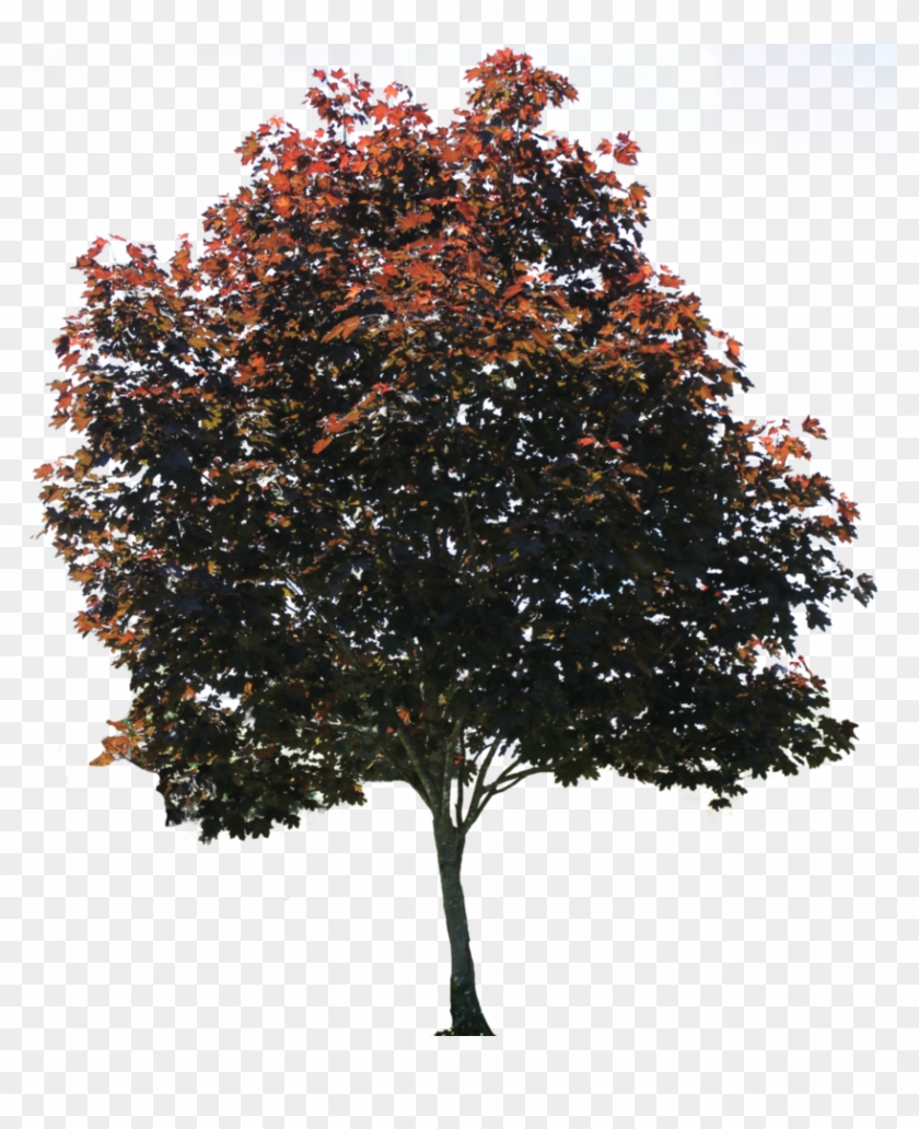 Red Fall Tree Png Image - Tree Photoshop Png #894407