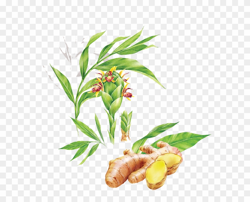 Ginger Tea Food Illustration - Ginger #894434