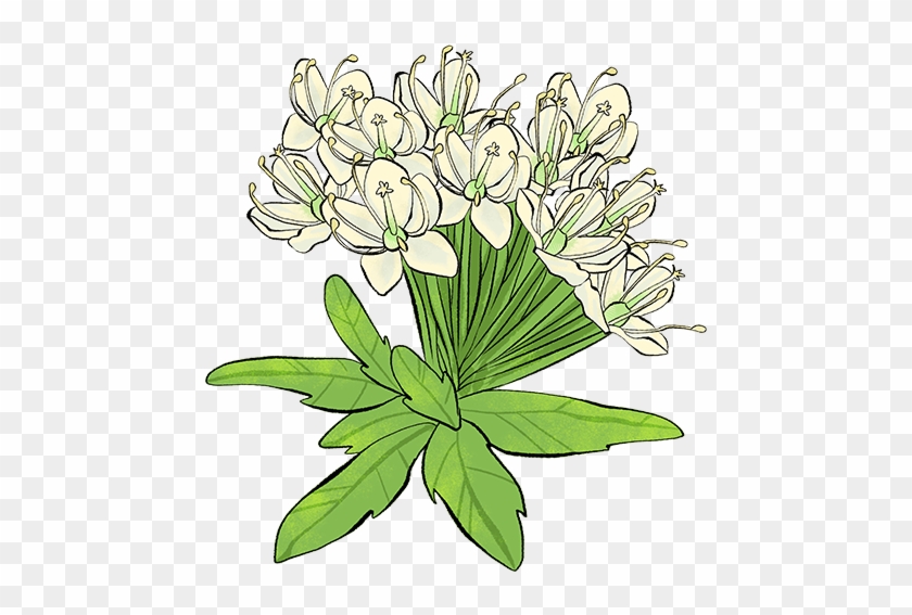 Labrador Tea - Design #894483
