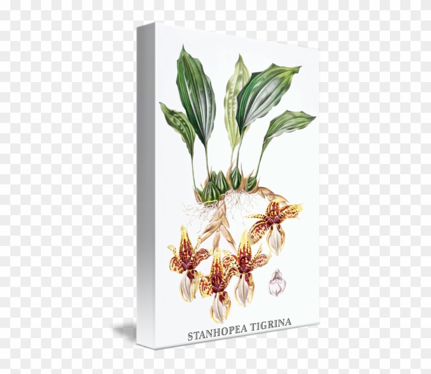 Houzz - Gallery-wrapped Canvas Art Print 11 X 16 Entitled Stanhopea #894491