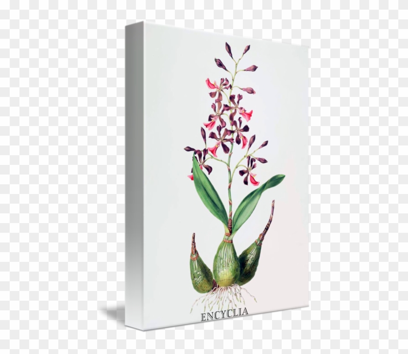 Orchid, Epidendrum Macrochilum Poster Print By Augusta #894522