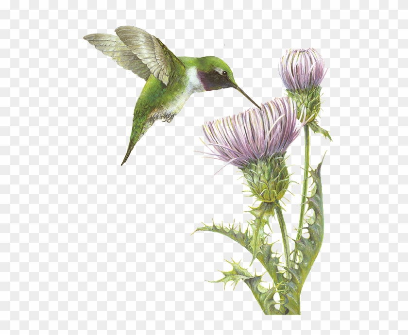 A Sip Of Spring, Black-chinned Hummingbird And Mojave - Ruby-throated Hummingbird #894527