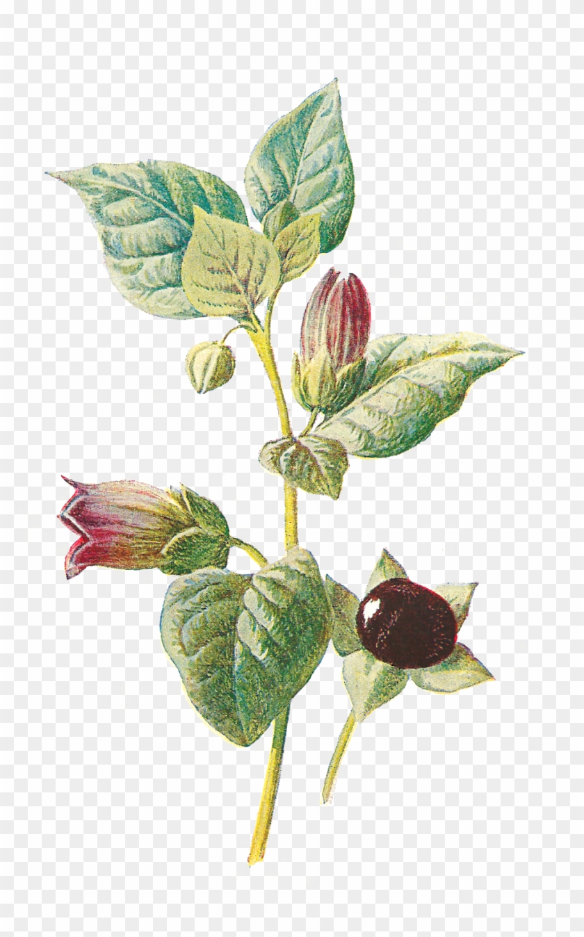 Flower Wildflower Deadly Nightshade Image Illustration - Atropa Belladonna #894539