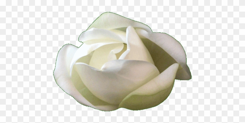 Garden Roses #894597