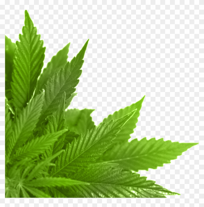 Зеленые Листья Конопли, Конопля, Зеленый Лист, Марихуана, - Leaf Png #894860