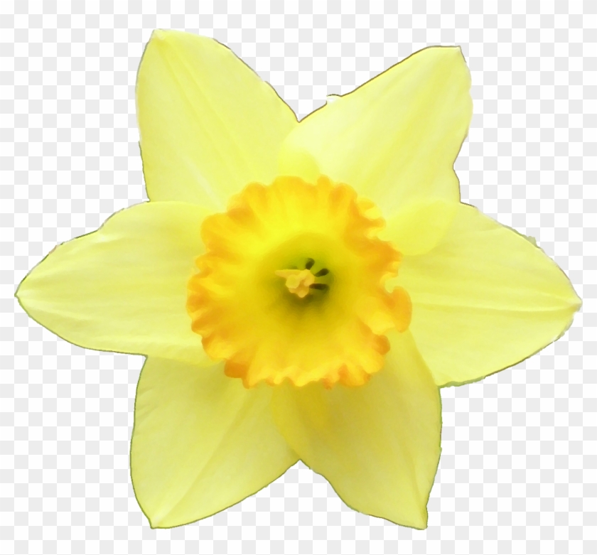 投稿者 紅花 時刻 - Narcissus #895294