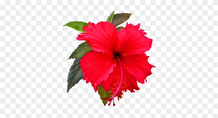 Hibiscus Flower Clipart - Shoe Flower Clip Art #895431
