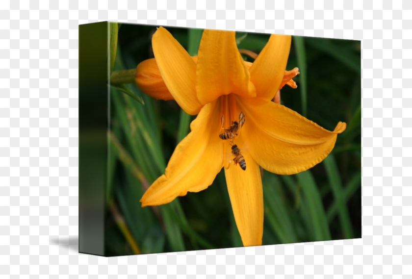 Lily #895507