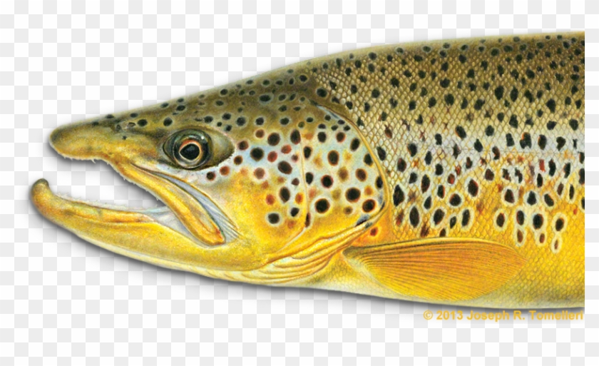 Trout Clipart Freshwater Fish - Joe Tomelleri Fish Art #895548