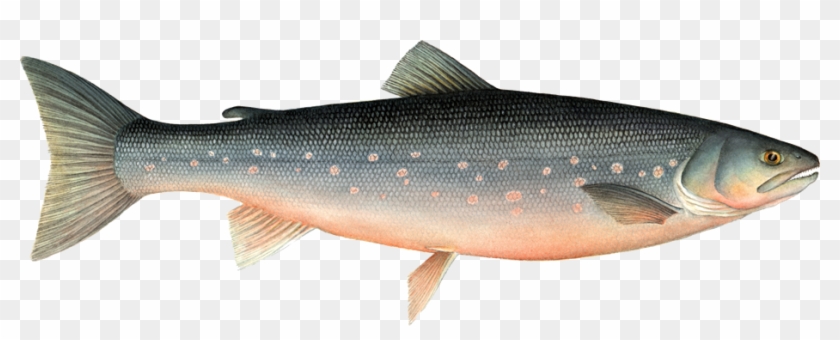 Pics Of Fish - Arctic Char #895561