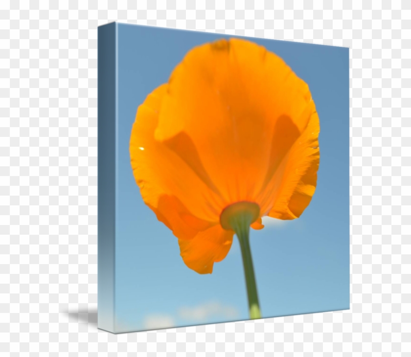 Eschscholzia Californica #895822