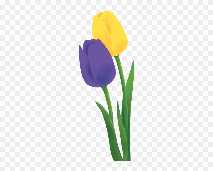 Tulip - Tulip #896139